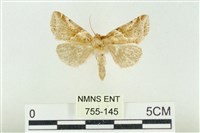 寬帶波紋蛾藏品圖，第1張