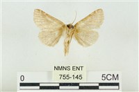 寬帶波紋蛾藏品圖，第2張