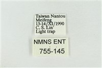 寬帶波紋蛾藏品圖，第3張