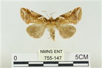 寬帶波紋蛾藏品圖，第1張