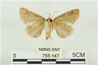 寬帶波紋蛾藏品圖，第2張