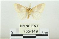 寬紋黃毒蛾藏品圖，第2張