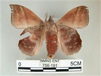 埔里雙線枯葉蛾藏品圖，第2張