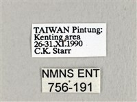 埔里雙線枯葉蛾藏品圖，第3張