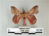 埔里雙線枯葉蛾藏品圖，第1張