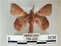 埔里雙線枯葉蛾藏品圖，第2張