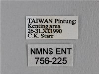 埔里雙線枯葉蛾藏品圖，第3張