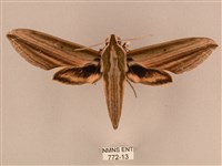 棕綠背線天蛾藏品圖，第1張