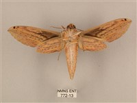 棕綠背線天蛾藏品圖，第2張