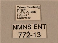 棕綠背線天蛾藏品圖，第3張