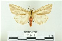 赭新污燈蛾藏品圖，第1張