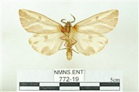 赭新污燈蛾藏品圖，第2張