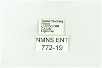 赭新污燈蛾藏品圖，第3張