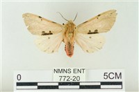 棍棒污燈蛾藏品圖，第1張