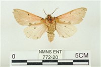 棍棒污燈蛾藏品圖，第2張