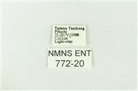 棍棒污燈蛾藏品圖，第3張