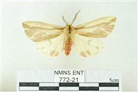 赭新污燈蛾藏品圖，第1張