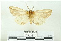 赭新污燈蛾藏品圖，第2張