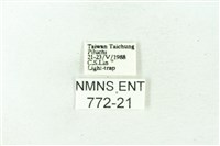 赭新污燈蛾藏品圖，第3張