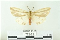 赭新污燈蛾藏品圖，第1張