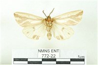 赭新污燈蛾藏品圖，第2張