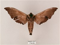 齒翅三線天蛾藏品圖，第2張