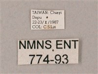 齒翅三線天蛾藏品圖，第3張