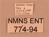 波紋豆天蛾藏品圖，第3張