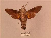 黃斑長喙天蛾藏品圖，第2張