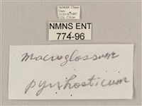 黃斑長喙天蛾藏品圖，第3張