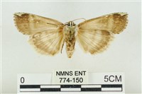 臺洒波紋蛾藏品圖，第2張