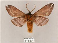 井上氏絨毛天蛾藏品圖，第2張