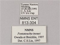 井上氏絨毛天蛾藏品圖，第3張