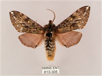 井上氏絨毛天蛾藏品圖，第1張