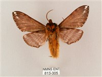 井上氏絨毛天蛾藏品圖，第2張