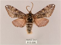 井上氏絨毛天蛾藏品圖，第1張