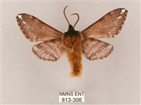 井上氏絨毛天蛾藏品圖，第2張