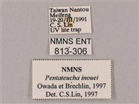 井上氏絨毛天蛾藏品圖，第3張