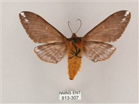 井上氏絨毛天蛾藏品圖，第2張