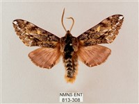 井上氏絨毛天蛾藏品圖，第1張