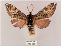 井上氏絨毛天蛾藏品圖，第1張