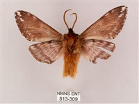 井上氏絨毛天蛾藏品圖，第2張