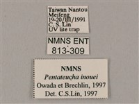 井上氏絨毛天蛾藏品圖，第3張