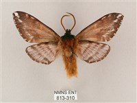 井上氏絨毛天蛾藏品圖，第2張