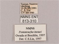 井上氏絨毛天蛾藏品圖，第3張