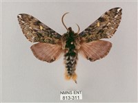 井上氏絨毛天蛾藏品圖，第1張