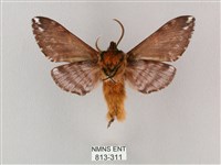 井上氏絨毛天蛾藏品圖，第2張