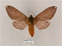 井上氏絨毛天蛾藏品圖，第2張