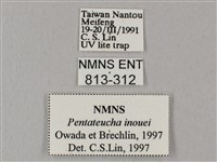 井上氏絨毛天蛾藏品圖，第3張