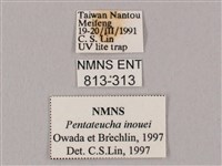 井上氏絨毛天蛾藏品圖，第3張